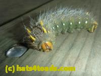 /home//u458753944/public_html/sourcegallery//Insects and small critters/butterflies and moths (Lepidoptera)/P1100270.JPG